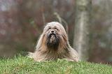 LHASSA APSO 264